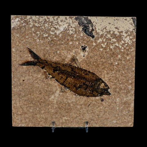 XL 4.4" Knightia Eocaena Fossil Fish Green River FM WY Eocene Age COA And Stand