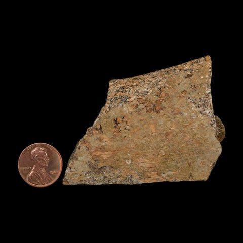 2.3" Triceratops Fossil Rib Section Bone Lance Creek FM Cretaceous Dinosaur WY COA - Fossil Age Minerals