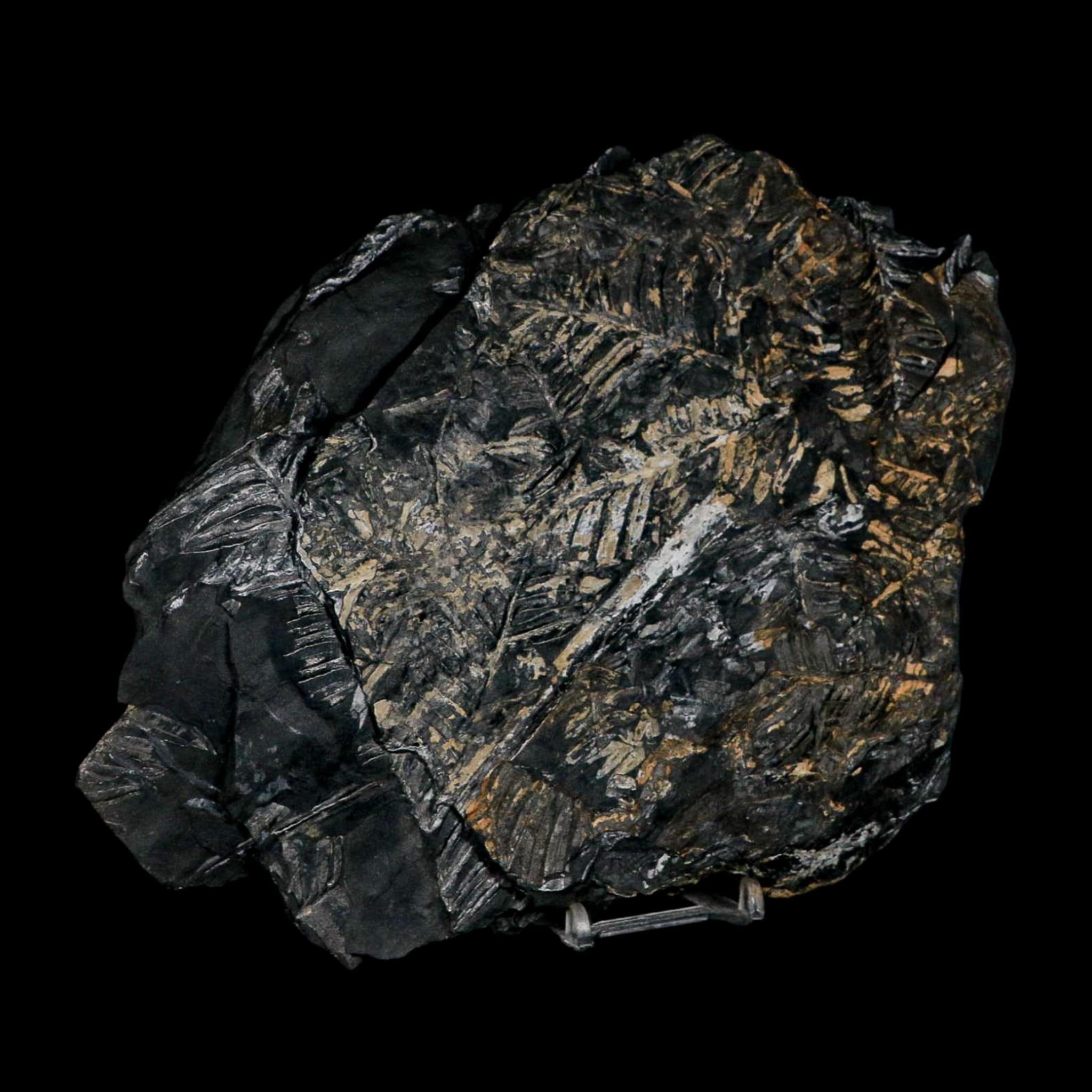 10.1" Alethopteris Fern Plant Leaf Fossil Carboniferous Age Llewellyn FM ST Clair, PA - Fossil Age Minerals