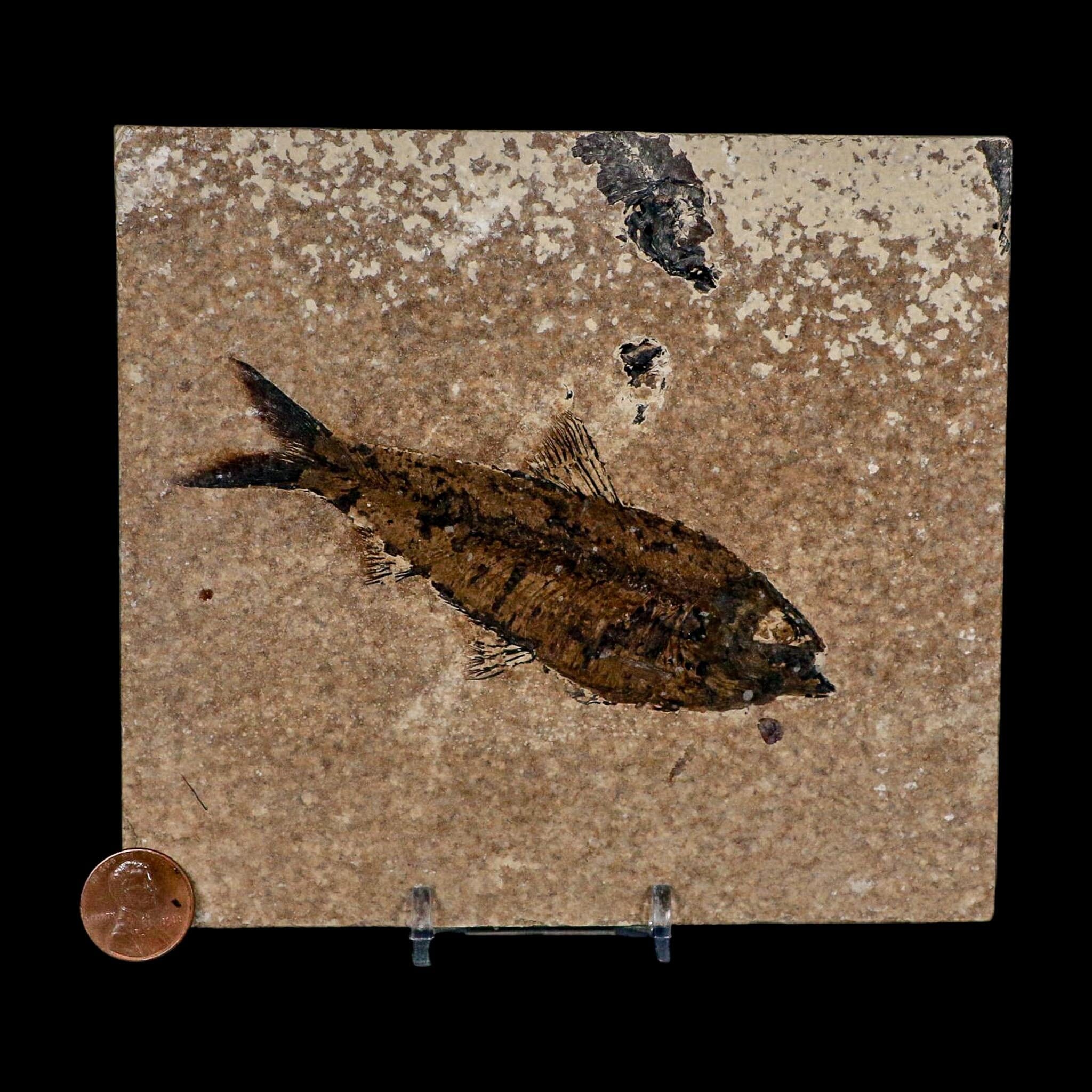 XL 4.4" Knightia Eocaena Fossil Fish Green River FM WY Eocene Age COA And Stand - Fossil Age Minerals