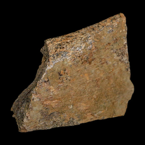 2.3" Triceratops Fossil Rib Section Bone Lance Creek FM Cretaceous Dinosaur WY COA - Fossil Age Minerals