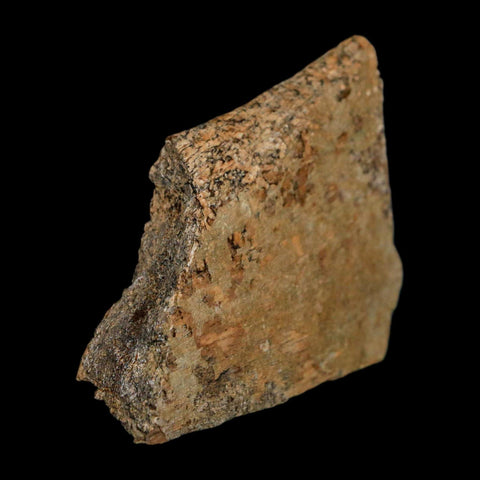 2.3" Triceratops Fossil Rib Section Bone Lance Creek FM Cretaceous Dinosaur WY COA - Fossil Age Minerals