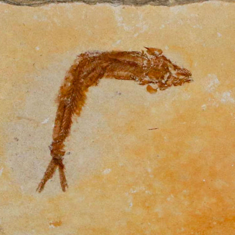 1.2" Hemisaurida Fossil Fish Plate Cretaceous Dinosaur Age Hakel Lebanon - Fossil Age Minerals