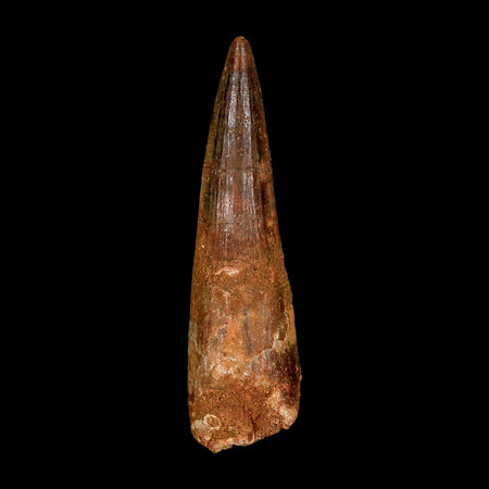 XL 3.7" Spinosaurus Fossil Tooth 100 Million Years Old Cretaceous Dinosaur COA