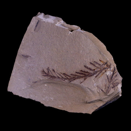 2.1" Detailed Fossil Plant Leafs Metasequoia Dawn Redwood Oligocene Age MT COA