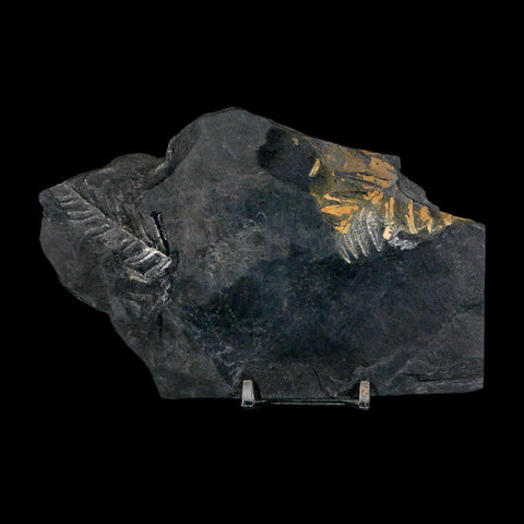 6" Alethopteris Fern Plant Leaf Fossil Carboniferous Age Llewellyn FM ST Clair, PA - Fossil Age Minerals