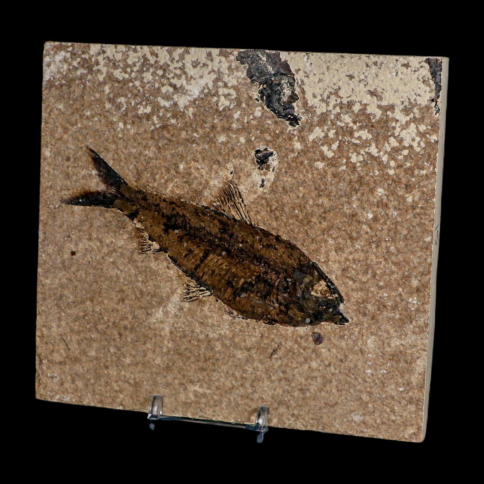 XL 4.4" Knightia Eocaena Fossil Fish Green River FM WY Eocene Age COA And Stand - Fossil Age Minerals