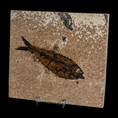 XL 4.4" Knightia Eocaena Fossil Fish Green River FM WY Eocene Age COA And Stand