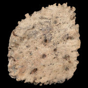 1.9" Glyptodon Fossil Osteoderm Scute Plate Bony Armor Pliocene Age Uruguay COA