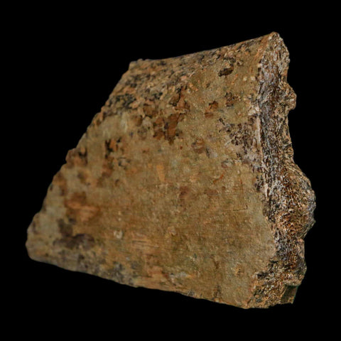 2.3" Triceratops Fossil Rib Section Bone Lance Creek FM Cretaceous Dinosaur WY COA - Fossil Age Minerals
