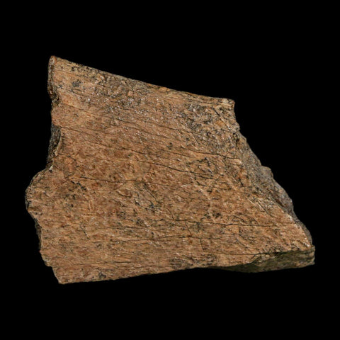 2.3" Triceratops Fossil Rib Section Bone Lance Creek FM Cretaceous Dinosaur WY COA - Fossil Age Minerals