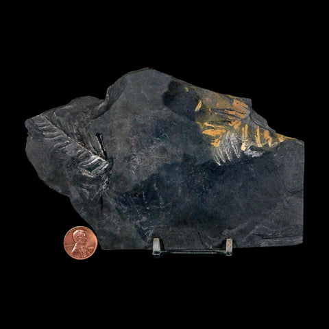 6" Alethopteris Fern Plant Leaf Fossil Carboniferous Age Llewellyn FM ST Clair, PA - Fossil Age Minerals