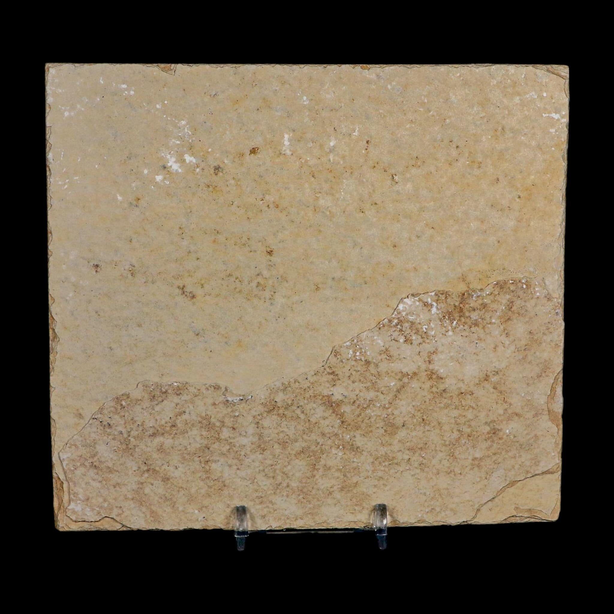 XL 4.4" Knightia Eocaena Fossil Fish Green River FM WY Eocene Age COA And Stand - Fossil Age Minerals