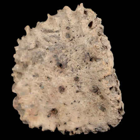 1.9" Glyptodon Fossil Osteoderm Scute Plate Bony Armor Pleistocene Age Uruguay COA