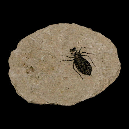 0.6" Dragonfly Larvae Fossil Libellula Doris Plate Upper Miocene Piemont Italy Display