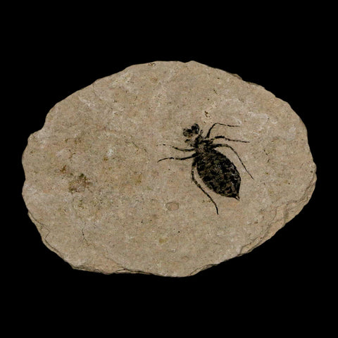 0.6" Dragonfly Larvae Fossil Libellula Doris Plate Upper Miocene Piemont Italy Display - Fossil Age Minerals