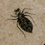 0.6" Dragonfly Larvae Fossil Libellula Doris Plate Upper Miocene Piemont Italy Display