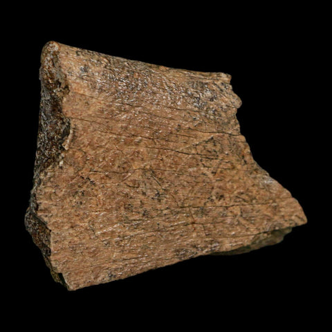 2.3" Triceratops Fossil Rib Section Bone Lance Creek FM Cretaceous Dinosaur WY COA - Fossil Age Minerals