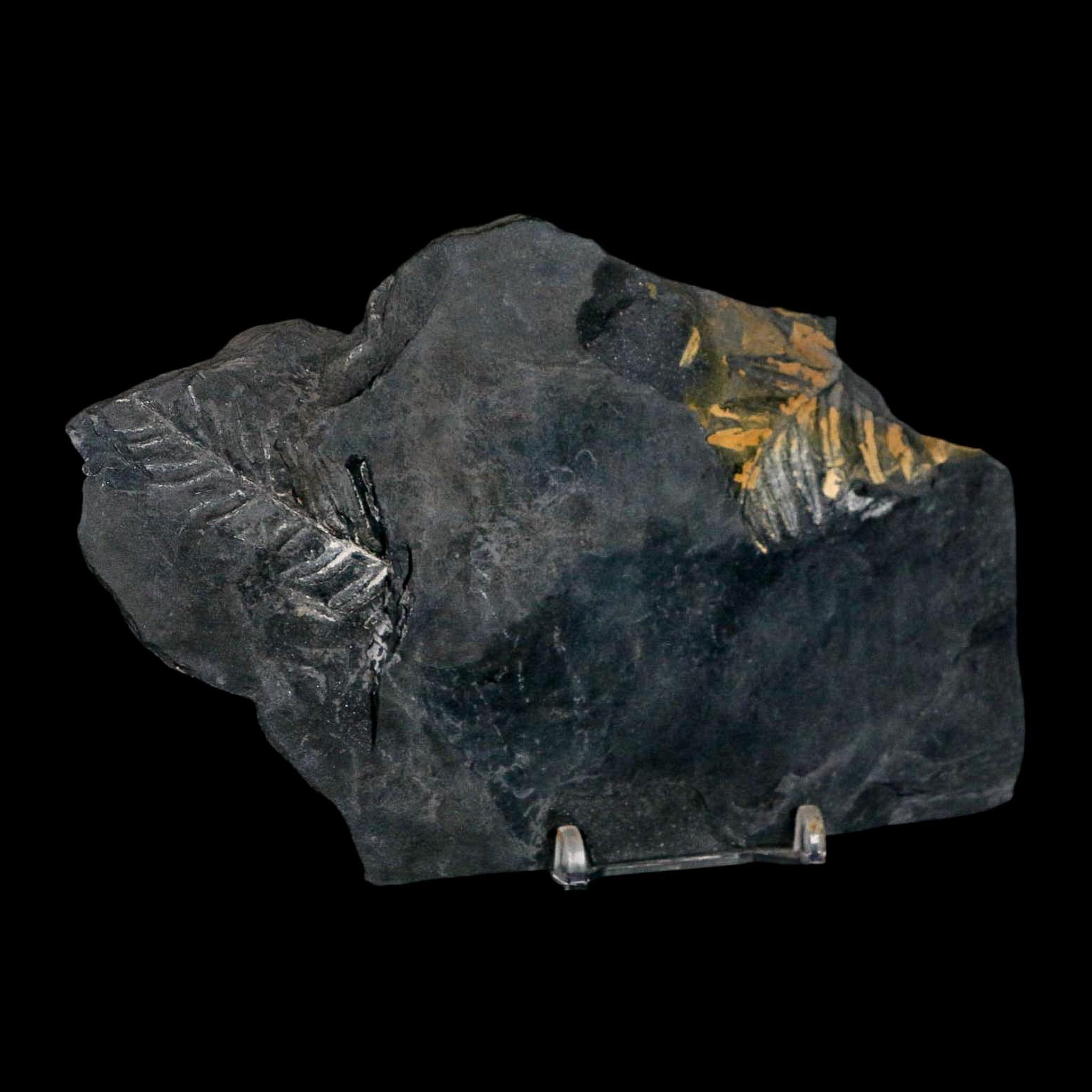 6" Alethopteris Fern Plant Leaf Fossil Carboniferous Age Llewellyn FM ST Clair, PA - Fossil Age Minerals