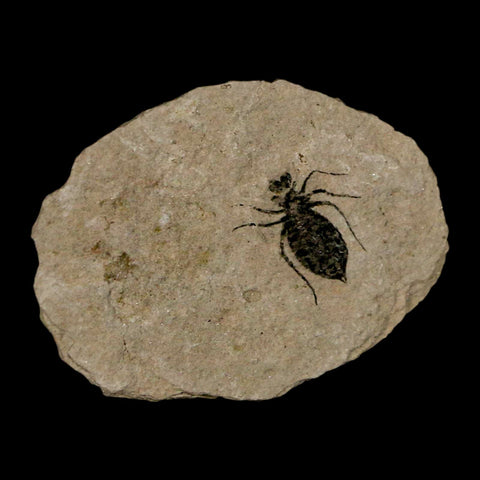 0.6" Dragonfly Larvae Fossil Libellula Doris Plate Upper Miocene Piemont Italy Display - Fossil Age Minerals