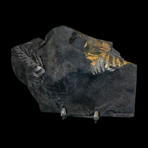 6" Alethopteris Fern Plant Leaf Fossil Carboniferous Age Llewellyn FM ST Clair, PA - Fossil Age Minerals