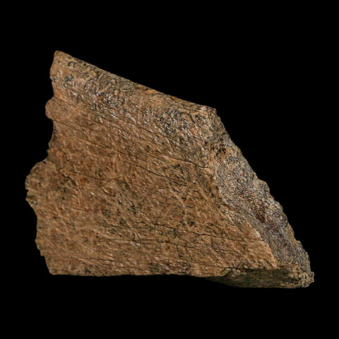 2.3" Triceratops Fossil Rib Section Bone Lance Creek FM Cretaceous Dinosaur WY COA - Fossil Age Minerals