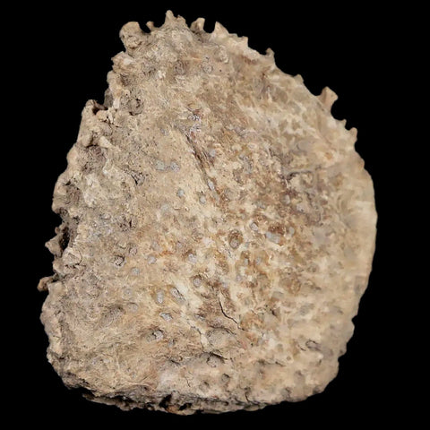 1.9" Glyptodon Fossil Osteoderm Scute Plate Bony Armor Pliocene Age Uruguay COA - Fossil Age Minerals