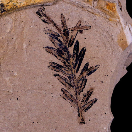 1.6" Detailed Fossil Plant Leafs Metasequoia Dawn Redwood Oligocene Age MT COA