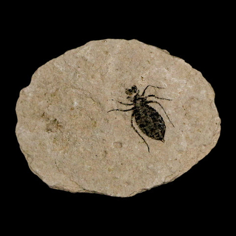 0.6" Dragonfly Larvae Fossil Libellula Doris Plate Upper Miocene Piemont Italy Display - Fossil Age Minerals