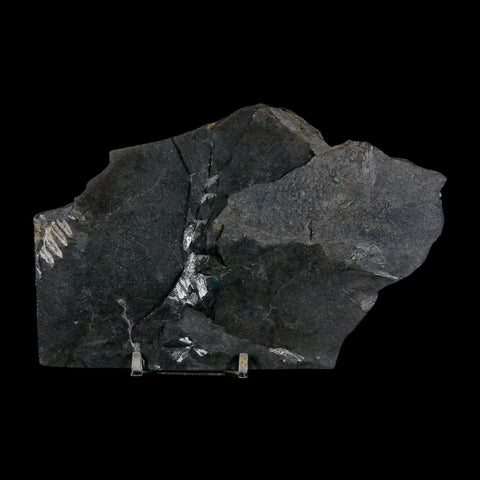 6" Alethopteris Fern Plant Leaf Fossil Carboniferous Age Llewellyn FM ST Clair, PA - Fossil Age Minerals