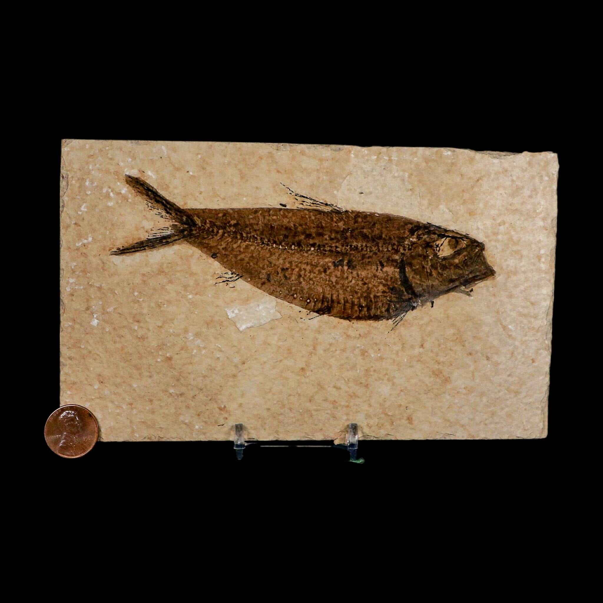 XXL 5.3" Knightia Eocaena Fossil Fish Green River FM WY Eocene Age COA And Stand - Fossil Age Minerals
