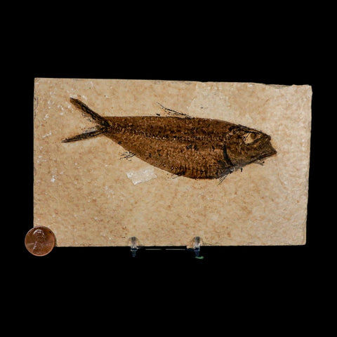 XXL 5.3" Knightia Eocaena Fossil Fish Green River FM WY Eocene Age COA And Stand