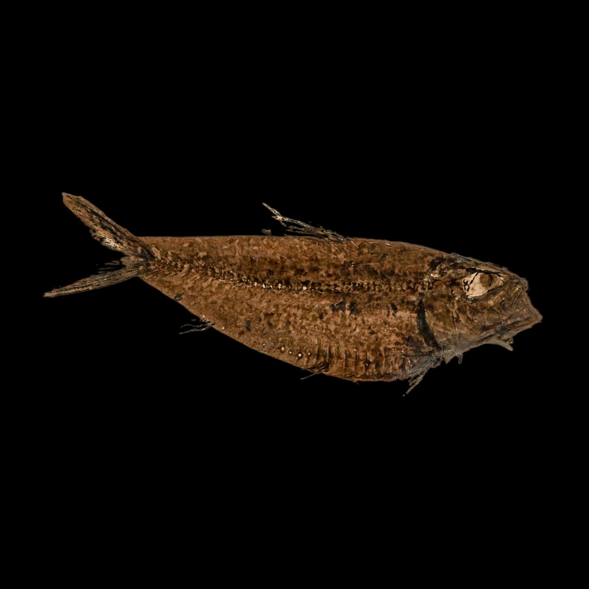 XXL 5.3" Knightia Eocaena Fossil Fish Green River FM WY Eocene Age COA And Stand - Fossil Age Minerals