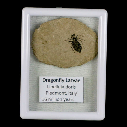 0.6" Dragonfly Larvae Fossil Libellula Doris Plate Upper Miocene Piemont Italy Display - Fossil Age Minerals