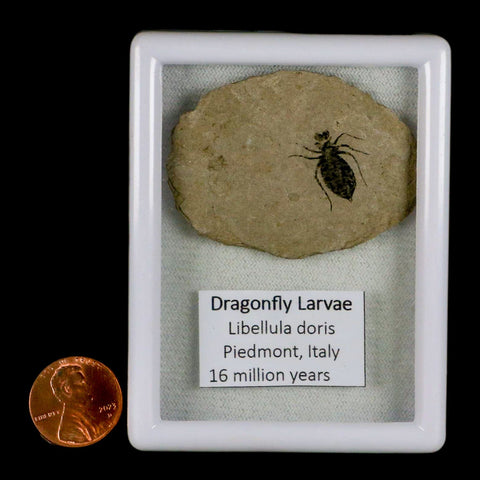 0.6" Dragonfly Larvae Fossil Libellula Doris Plate Upper Miocene Piemont Italy Display - Fossil Age Minerals