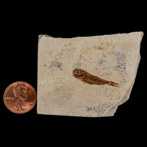 1.1" Hemisaurida Fossil Fish Plate Cretaceous Dinosaur Age Hakel Lebanon - Fossil Age Minerals