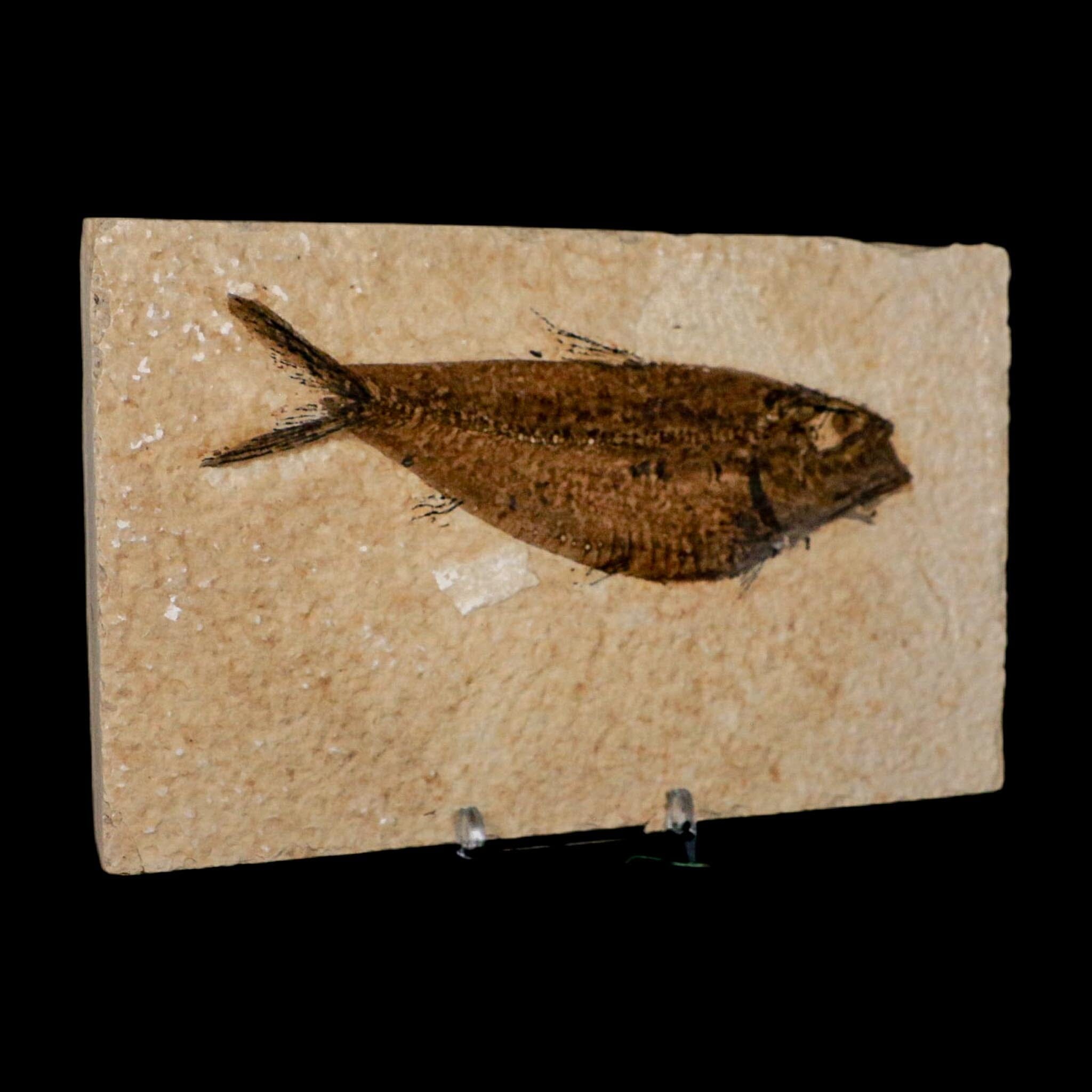 XXL 5.3" Knightia Eocaena Fossil Fish Green River FM WY Eocene Age COA And Stand - Fossil Age Minerals