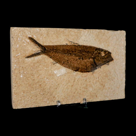 XXL 5.3" Knightia Eocaena Fossil Fish Green River FM WY Eocene Age COA And Stand