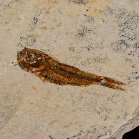 1.1" Hemisaurida Fossil Fish Plate Cretaceous Dinosaur Age Hakel Lebanon - Fossil Age Minerals