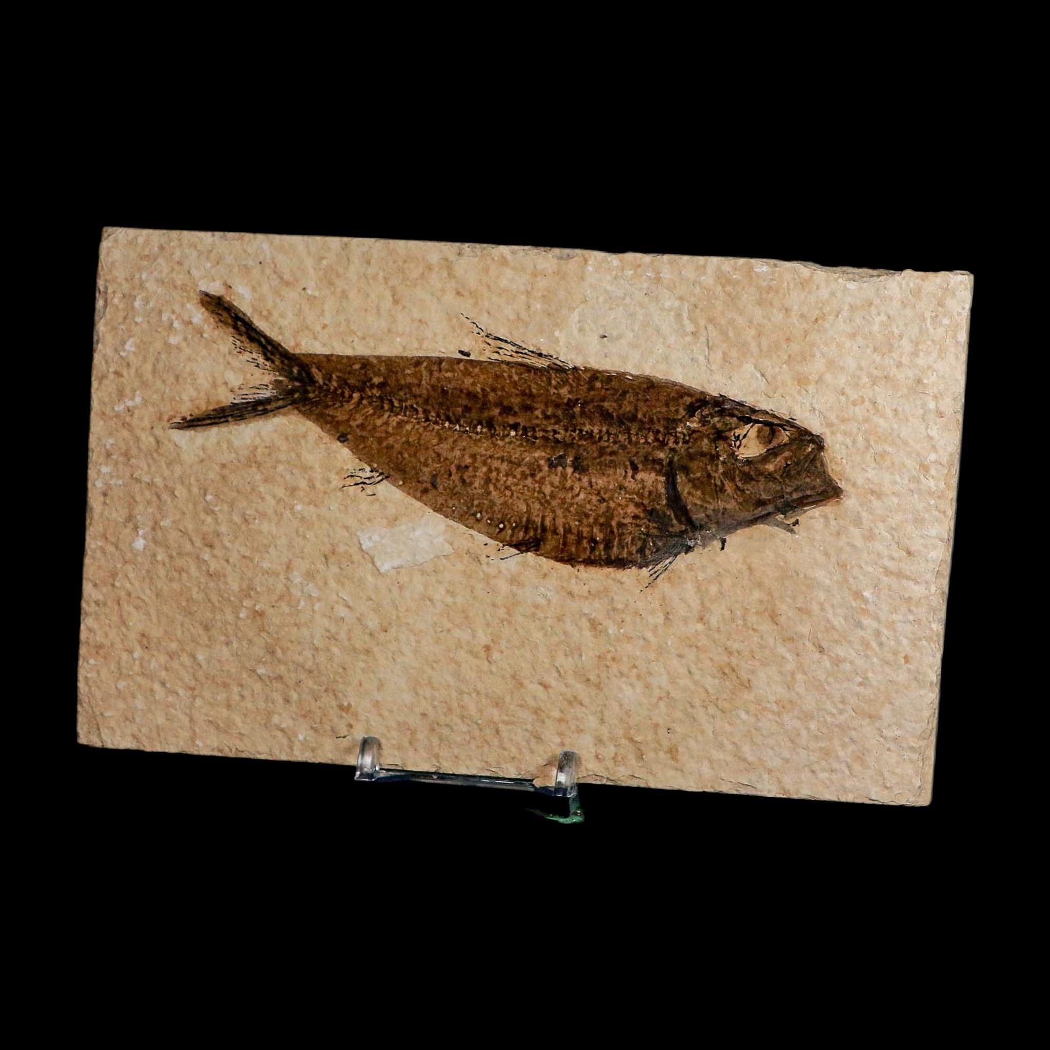 XXL 5.3" Knightia Eocaena Fossil Fish Green River FM WY Eocene Age COA And Stand - Fossil Age Minerals