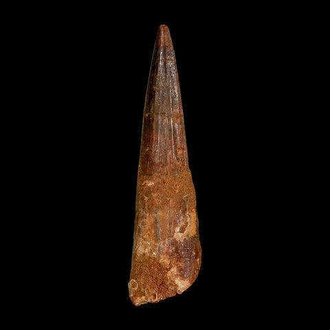 XL 3.7" Spinosaurus Fossil Tooth 100 Million Years Old Cretaceous Dinosaur COA