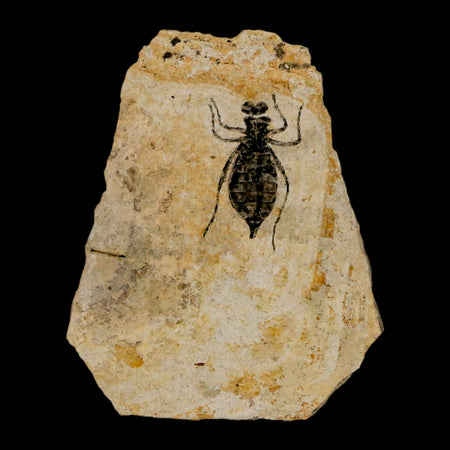 0.8" Dragonfly Larvae Fossil Libellula Doris Plate Upper Miocene Piemont Italy Display