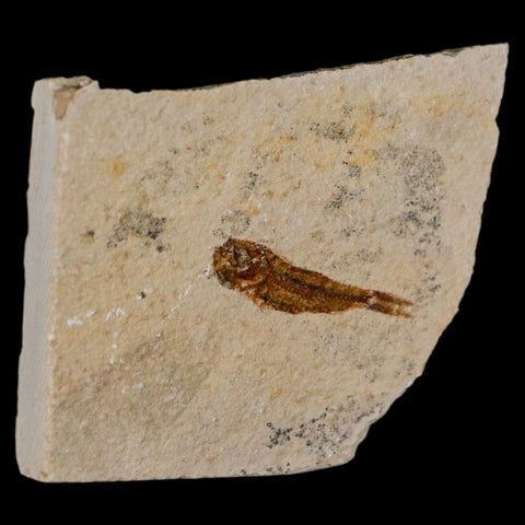 1.1" Hemisaurida Fossil Fish Plate Cretaceous Dinosaur Age Hakel Lebanon - Fossil Age Minerals