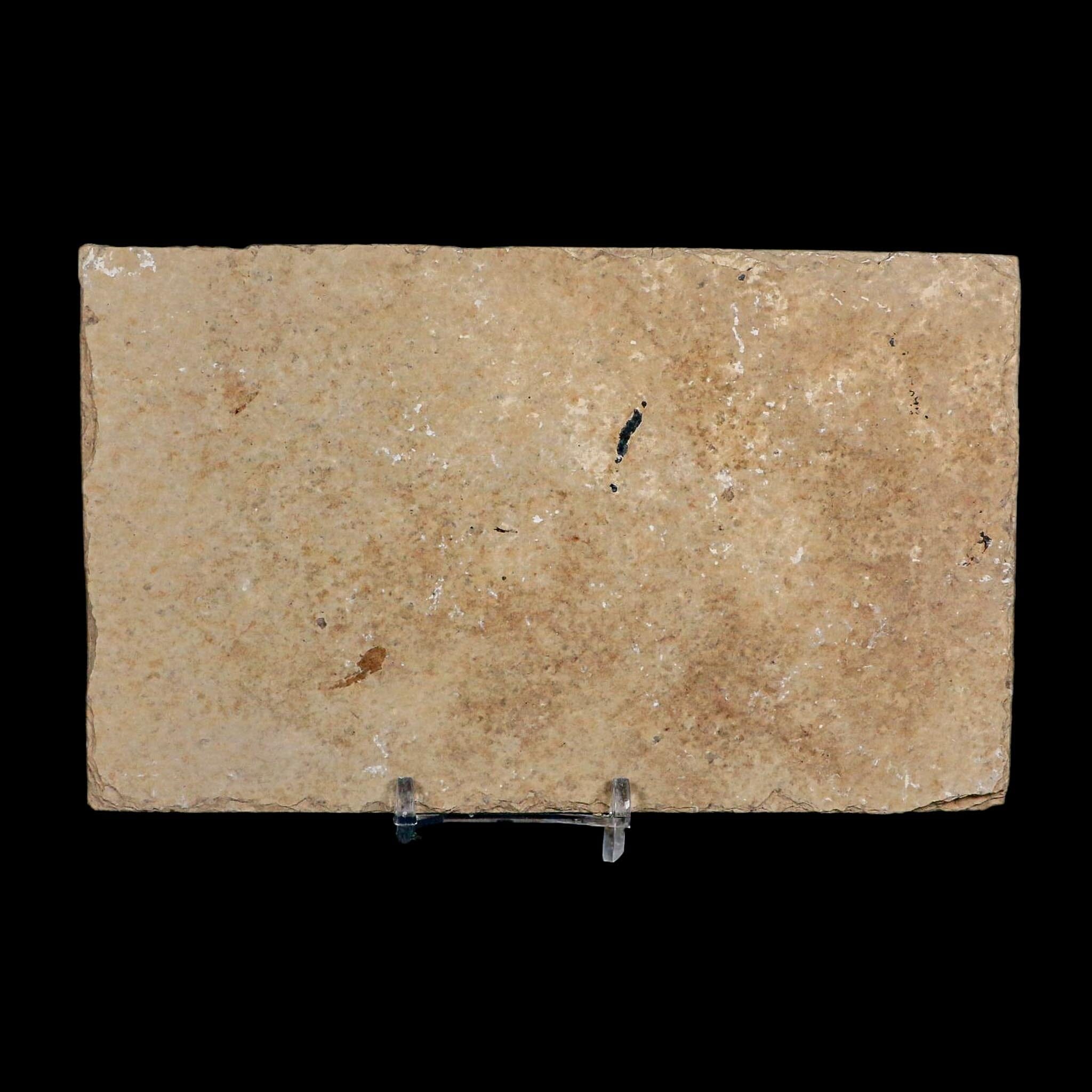 XXL 5.3" Knightia Eocaena Fossil Fish Green River FM WY Eocene Age COA And Stand - Fossil Age Minerals