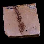 2.3" Detailed Fossil Plant Leafs Metasequoia Dawn Redwood Oligocene Age MT COA