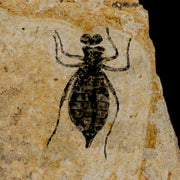 0.8" Dragonfly Larvae Fossil Libellula Doris Plate Upper Miocene Piemont Italy Display