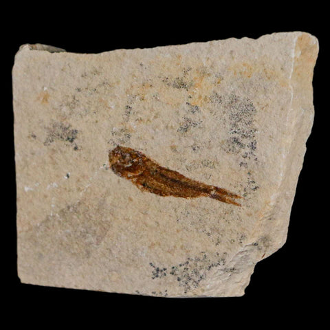 1.1" Hemisaurida Fossil Fish Plate Cretaceous Dinosaur Age Hakel Lebanon - Fossil Age Minerals