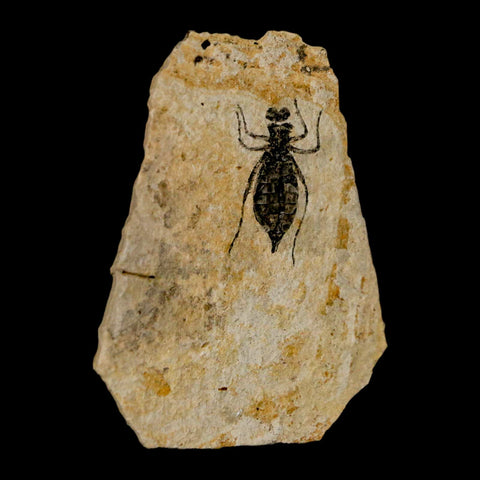 0.8" Dragonfly Larvae Fossil Libellula Doris Plate Upper Miocene Piemont Italy Display - Fossil Age Minerals