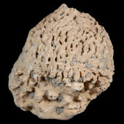 2" Glyptodon Fossil Osteoderm Spike Scute Plate Bony Armor Pleistocene Uruguay COA