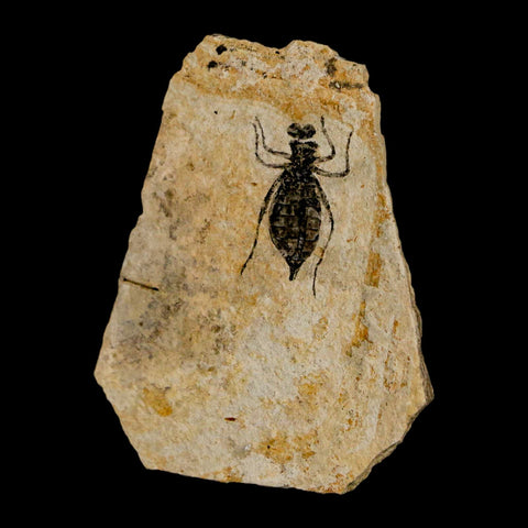 0.8" Dragonfly Larvae Fossil Libellula Doris Plate Upper Miocene Piemont Italy Display - Fossil Age Minerals